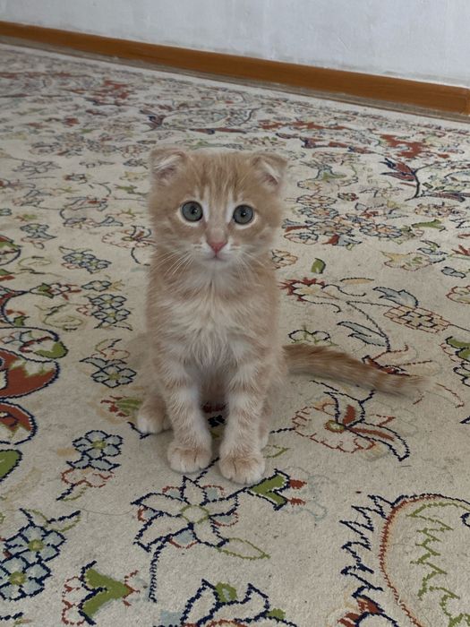 Шотландская вислоухая кошка
