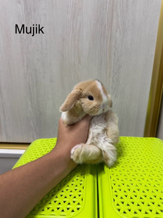 Basmala Farm’dan nafis va mehribon quyonchalar!