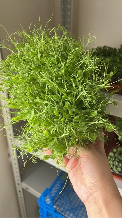 Микрозелень на кшт