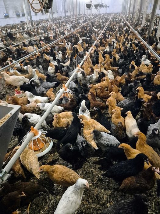 Puicute Ouatoare 16-17 saptamani