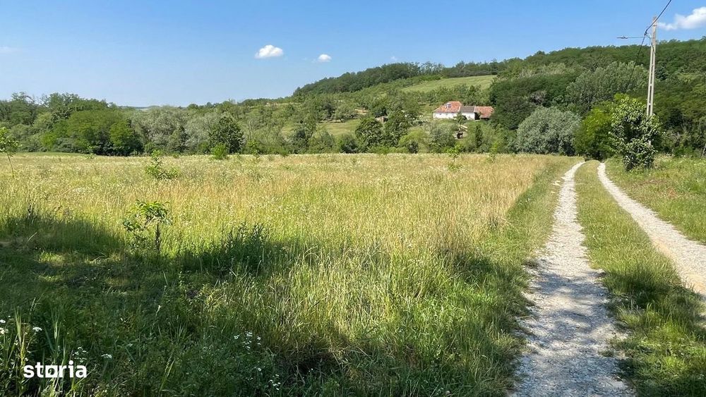 Teren 10.000 mp în Ceica – Oportunitate Excelentă de Investiție!