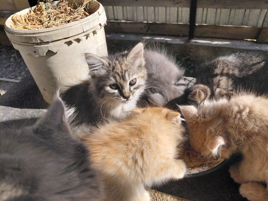 Отдам котят в хорошие руки