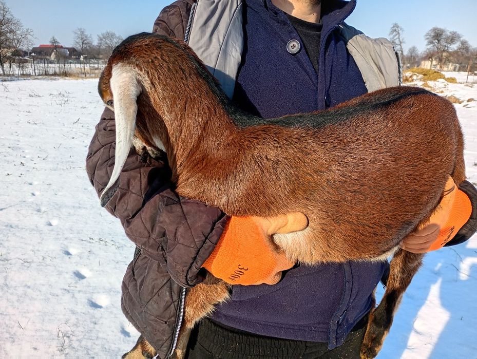 Mascul Anglonubian cu pedigree.