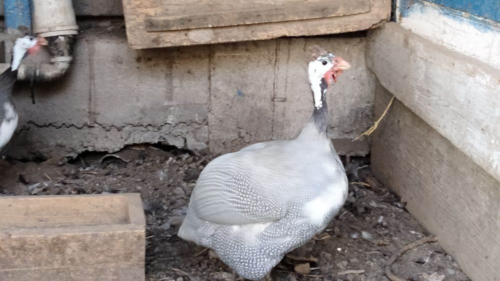 Продам взрослых цесарок