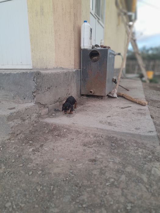 Яг сатылады 1 айылк еркек