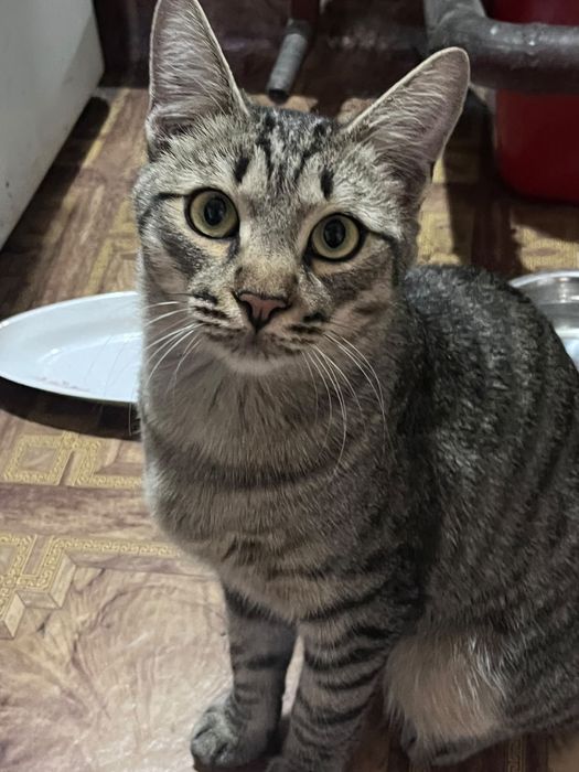 Коты мальчики бесплатно