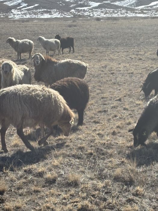 Кошкар сатылады едилбай тукым