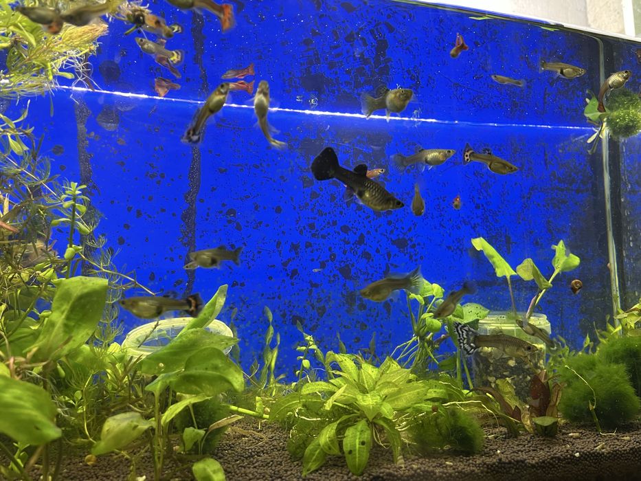 Продам гуппи микс