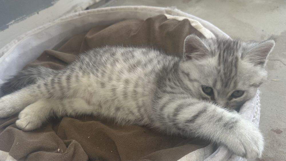 Котенок прямоухий