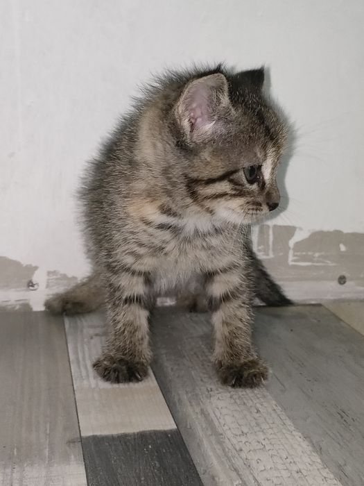 Продам котенка девочка