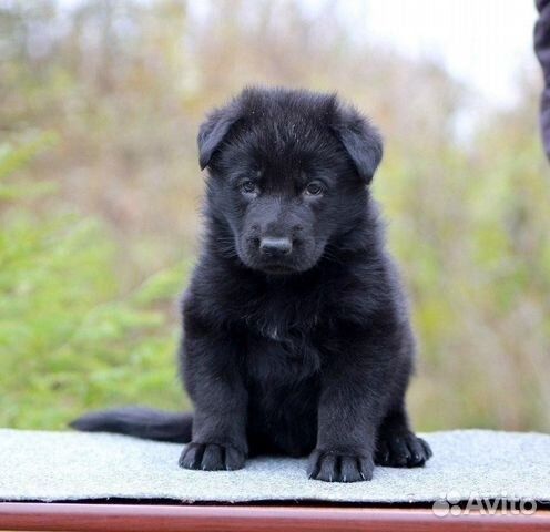 Щенок овчарки немецкой