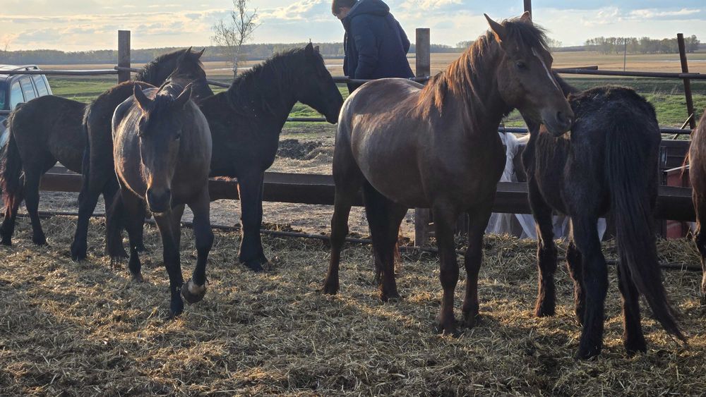 Лошади с откорма