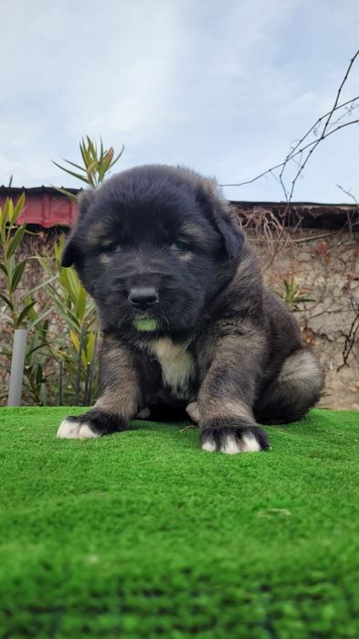 Ciobanesc caucazian .