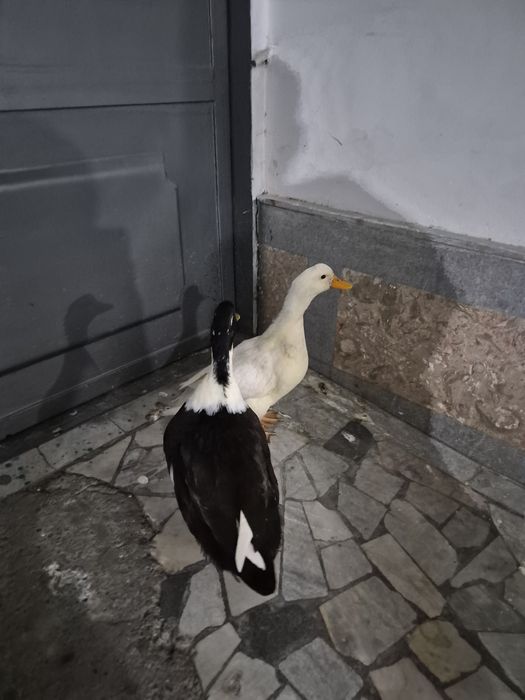Продаются домашные утки