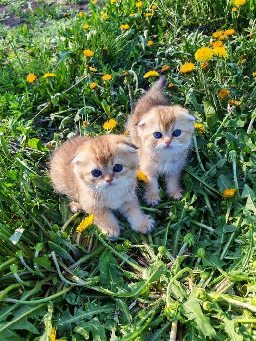 Шотландские котята