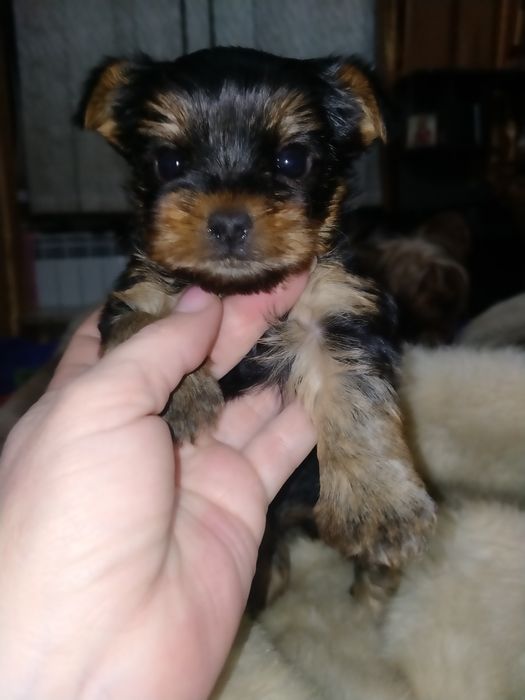 Йоркширский терьер