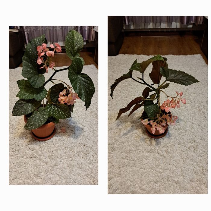 Комнатные  цветы