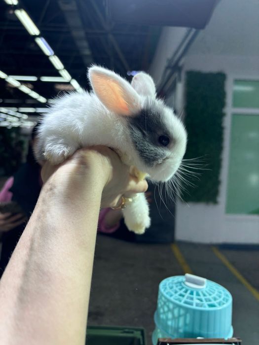 Кролики декоративные Поступление малышей