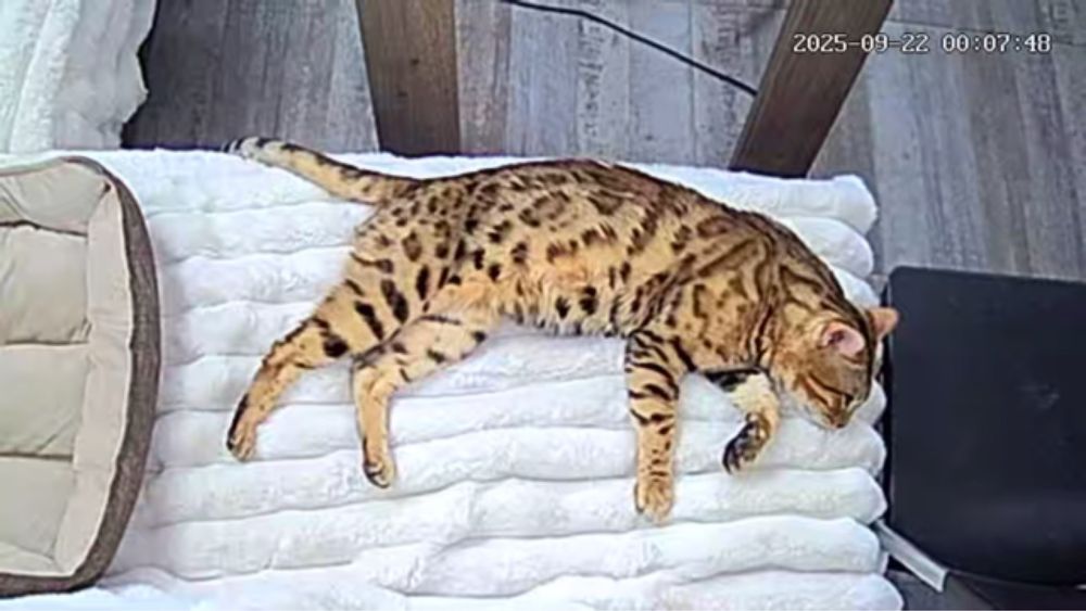 Бенгалска котка мъжка