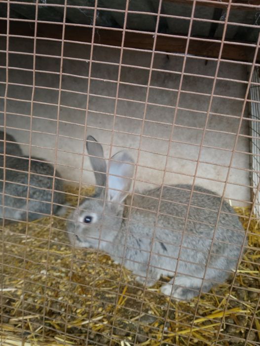 Крольчата фландер.