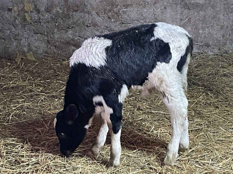 Vitei de rasa / Albastru belgian / metiz de carne