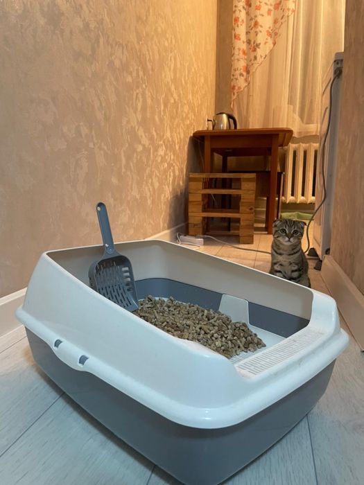 Котенок бельгииская вислоухая