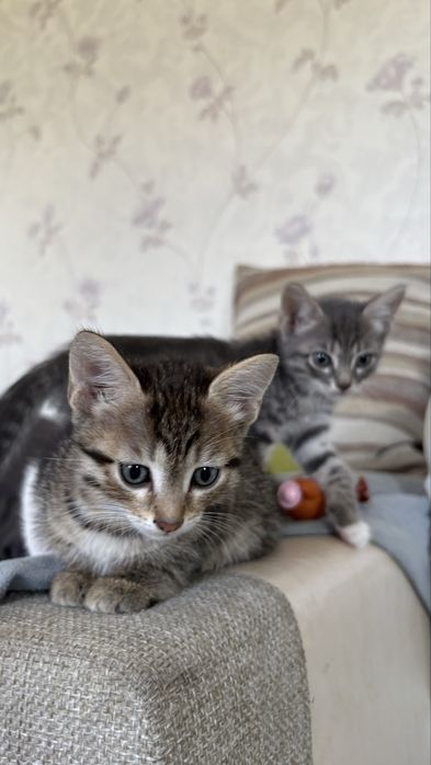 Отдам котят в хорошие руки
