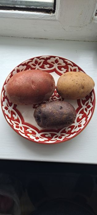 Продам домашнию картошку