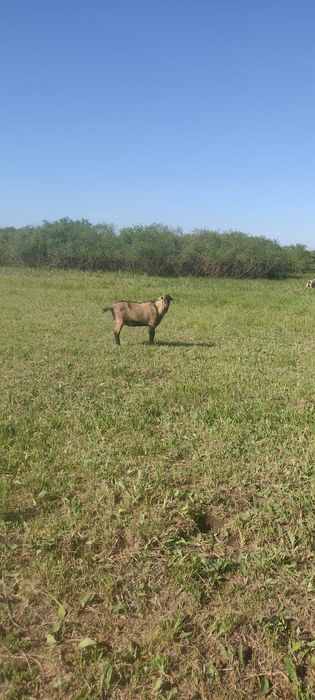 Продам бараны и козы