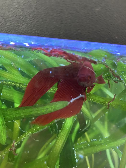 Петушки самцы  красивый