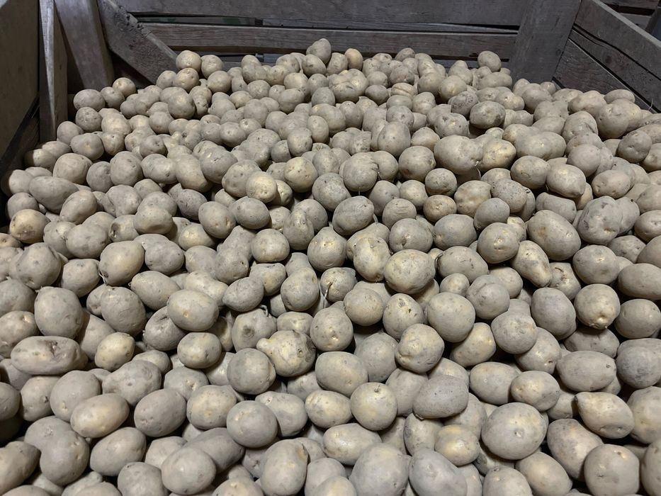 Cartofi de samanta, marabell/red lady