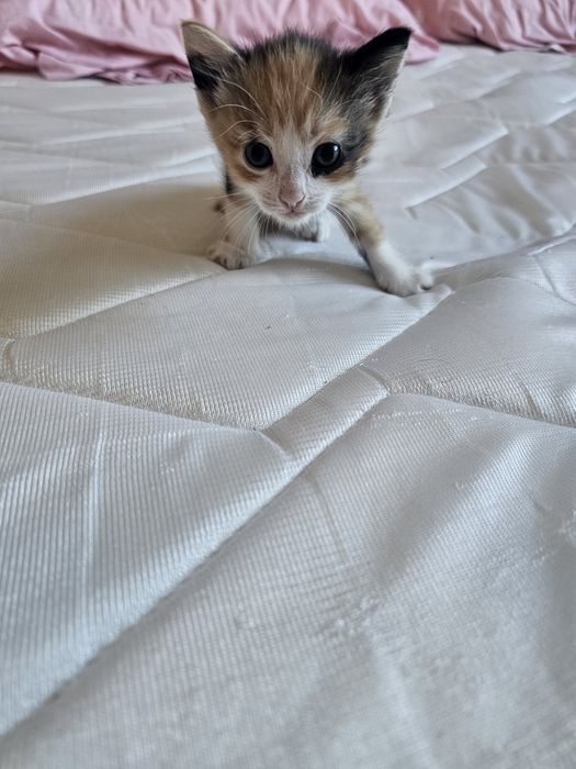 Отдаем котят в добрые руки