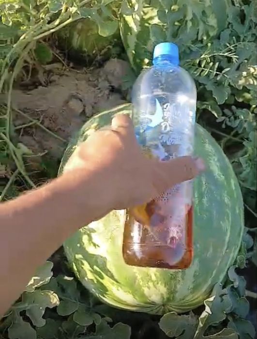 Арбуз холлер хорошего качества