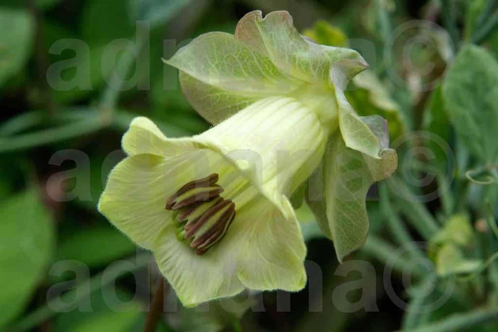 Plic 20 seminte Cobea alb violet  - Cobaea scandens purple / white