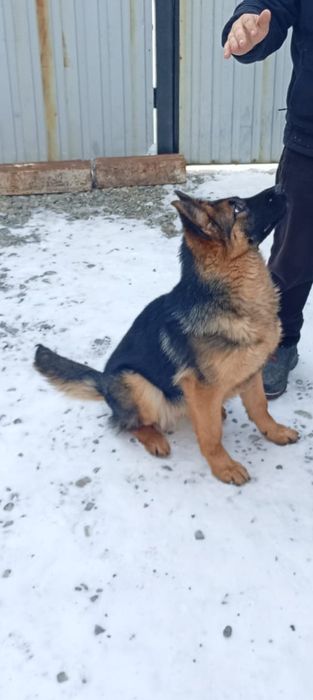 Продам немецкую овчарку   6 мецяц