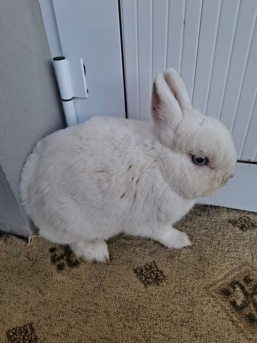 Germelin sames 1 yoshdan oshgan