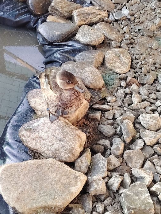 Vind Rate mandarine o pereche de îndiene un gascan de pomenaria