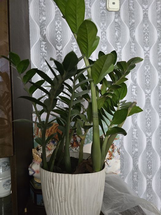 Замиокулькас продаю