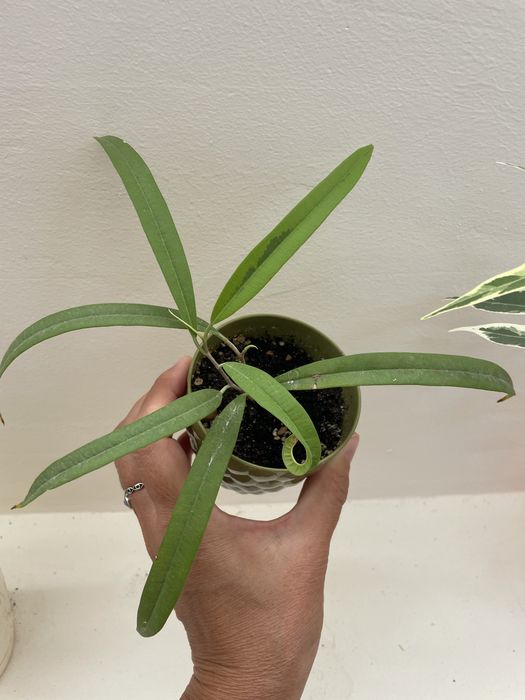 Продаются сортовые фикусы