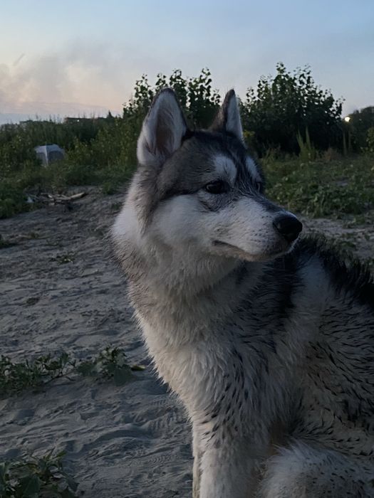Хаски, девочка, 11 месяцев