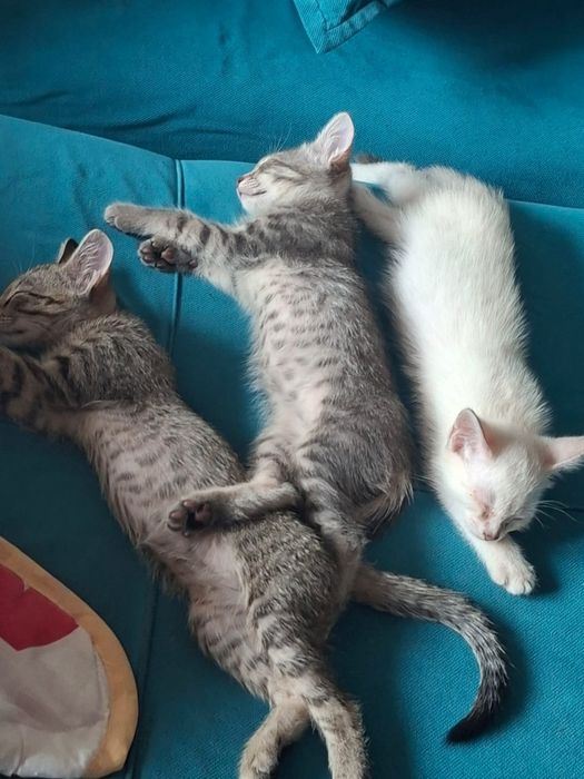 Отдам котят в добрые руки