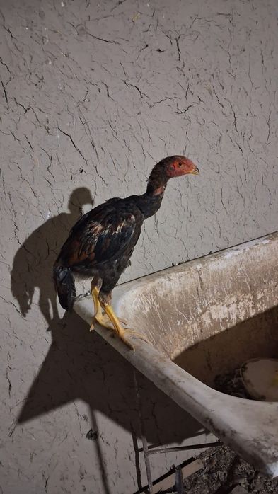 Dakan joʻjala sotiladi