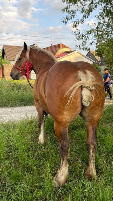 Iapa de vanzare cai iepe manji de vanzare