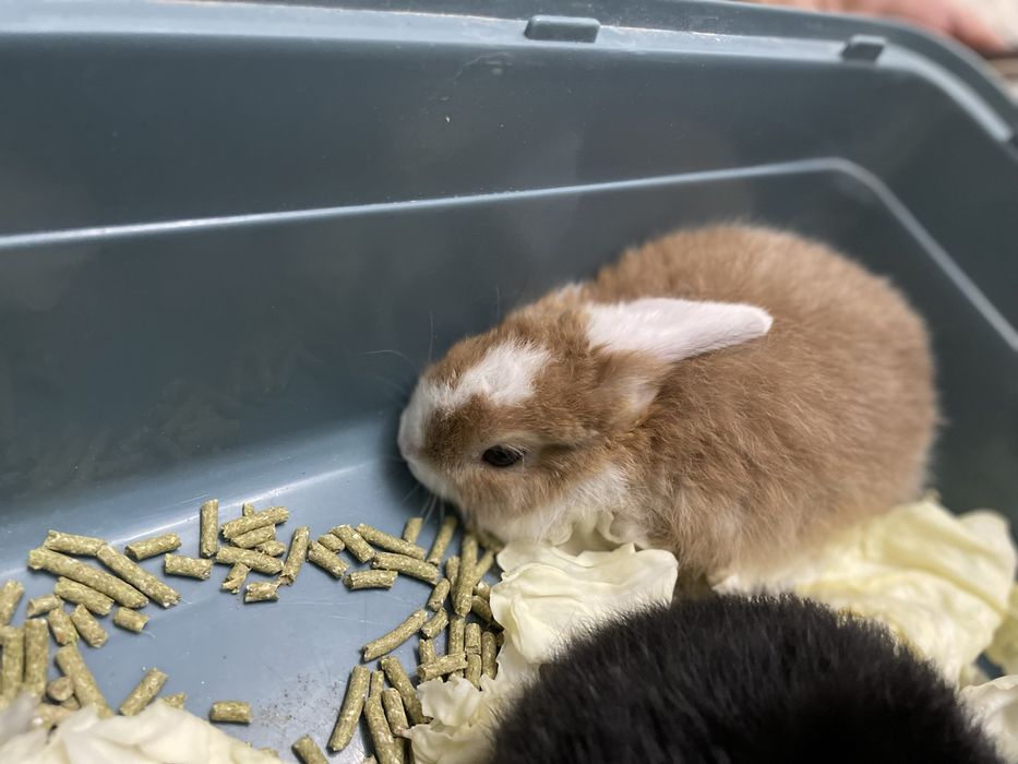 Карликовые кролики