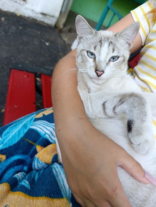 Котенок только в добрые руки