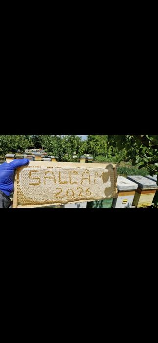 Miere poliflora si salcâm  2026