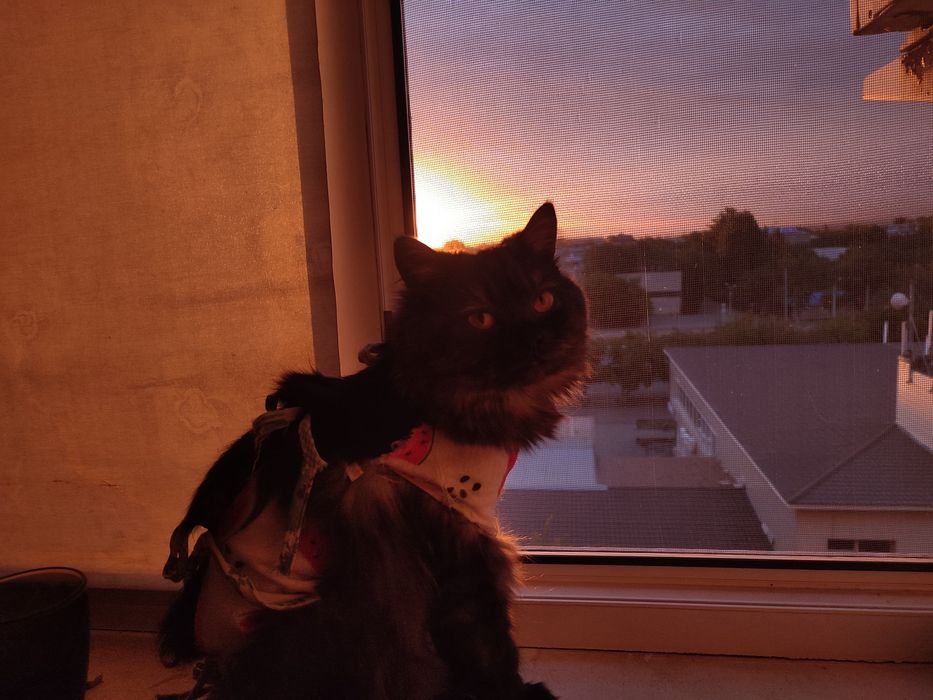 Кошка в добрые руки