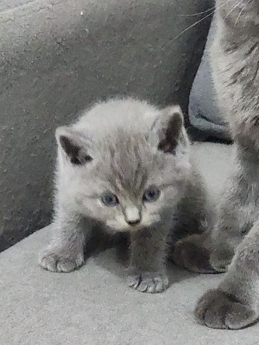 Британцы родители свои 100% правильная вязка