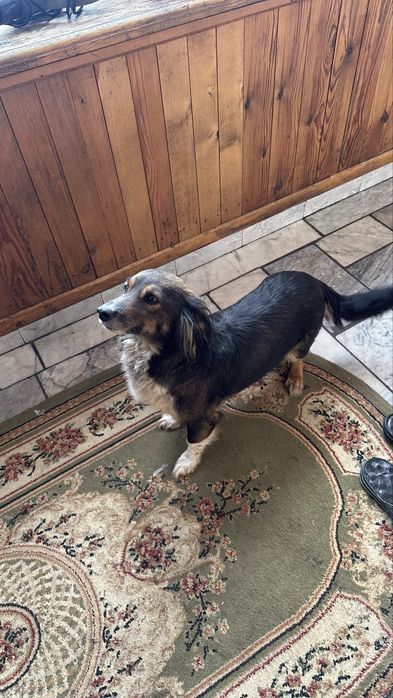 Отдам даром щенков