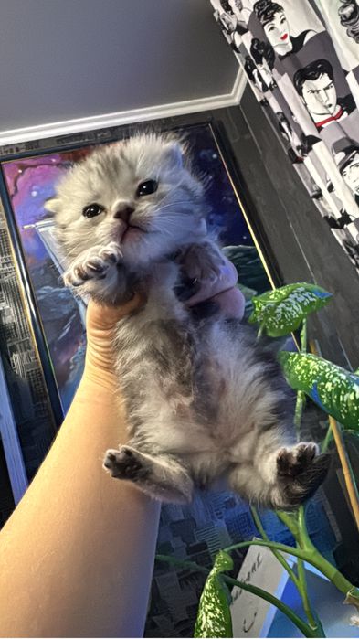 Шотландская кошечка (котенок)